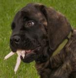 Jubal Swallowing a Chicken by Warren Sarle