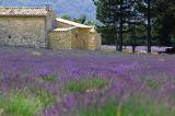 Lavender field