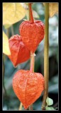 Chinese Lanterns