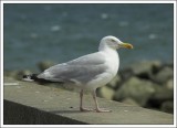 Herring Gull