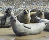 Common or Harbour Seals 2 (phoca vitulina)