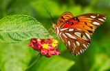 gulf fritillary 47