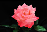 Grenada hybrid tea rose 01