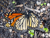 monarch lovers 01