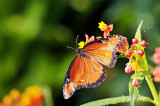 monarch butterfly wounded 03
