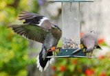 doves on feeder