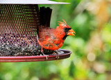 cardinal male at feeder 17