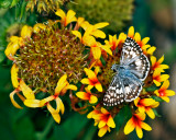 Common Checkered Skipper
