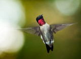 rubythroat hummingbird 77