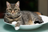 Heidi in bowl 