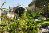 garden from porch stairs to SE monarchs