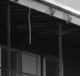 3101 Sage 02 bw detail