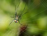 Venusta Orchard Spider 02