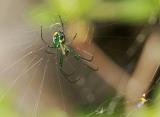 Venusta Orchard Spider 03
