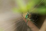 Venusta Orchard Spider 04