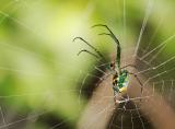Venusta Orchard Spider 07