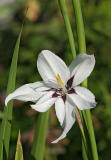 Acidanthera bicolor 01