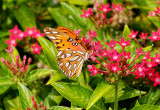 gulf fritillary 30