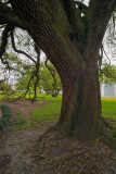 DeMenil Park Live Oak early spring 01