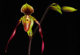 paph Berenice