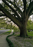 DeMenil Park Live Oak early spring 03
