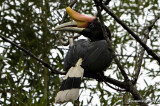 Rhinoceros Hornbill