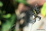 Garden Spider