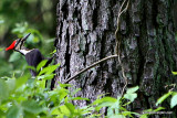 Pileated Woodpecker