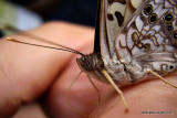 Hackberry Butterfly