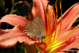 Coral Hairstreak