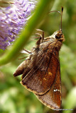 Clouded Skipper