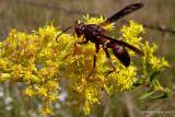 Wasp On Golden Rod