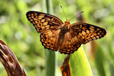 Variegated Fritillary