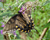 Black Swallowtail, Female
