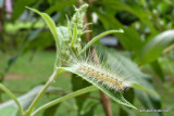 Caterpillar