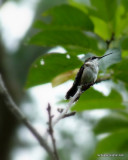 Ruby-throated Hummingbird