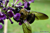 Bee On Butterfly Bush