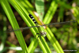 dragonflyP1010404.jpg