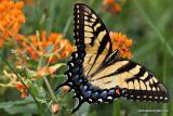 swallowtailIMG_1216-1.jpg