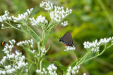 Great Purple Hairstreak