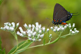 Great Purple Hairstreak