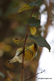 Cape May Warbler