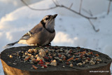 bluejayIMG_7264.jpg
