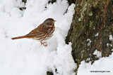 foxsparrowIMG_7032.jpg