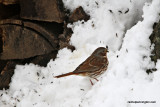 foxsparrowIMG_7044.jpg