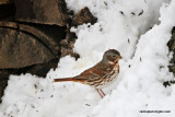 foxsparrowIMG_7046.jpg