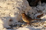 sparrowsunIMG_7210.jpg