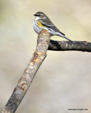 Yellow-rumped Warbler