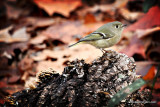 Ruby-crowned Kinglet