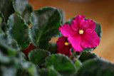 African Violet